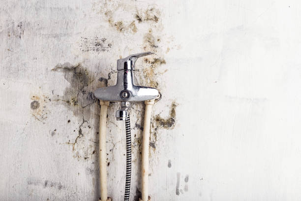 Best Best Mold Removal Companies  in Mabton, WA