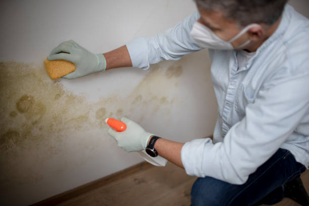 Best Crawl Space Mold Removal  in Mabton, WA