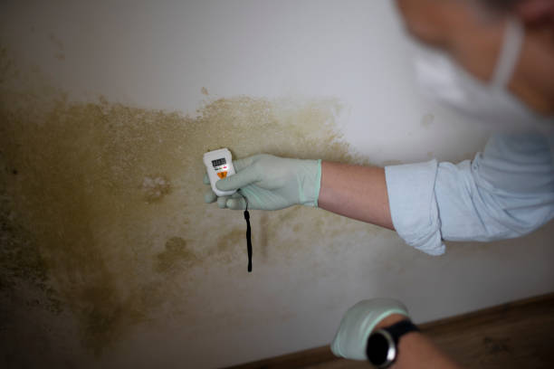 Best Office Mold Removal Services  in Mabton, WA