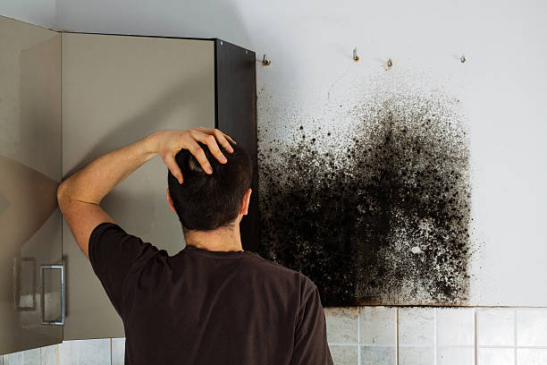 Best Mold Remediation  in Mabton, WA