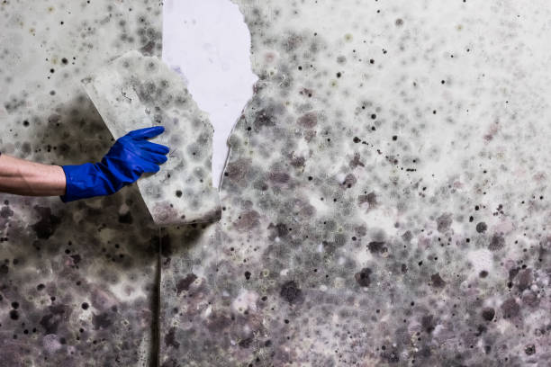 Best Commercial Mold Removal  in Mabton, WA