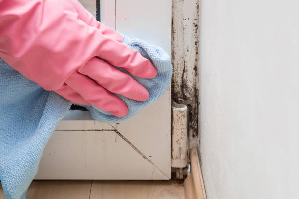Best Mold Damage Repair  in Mabton, WA